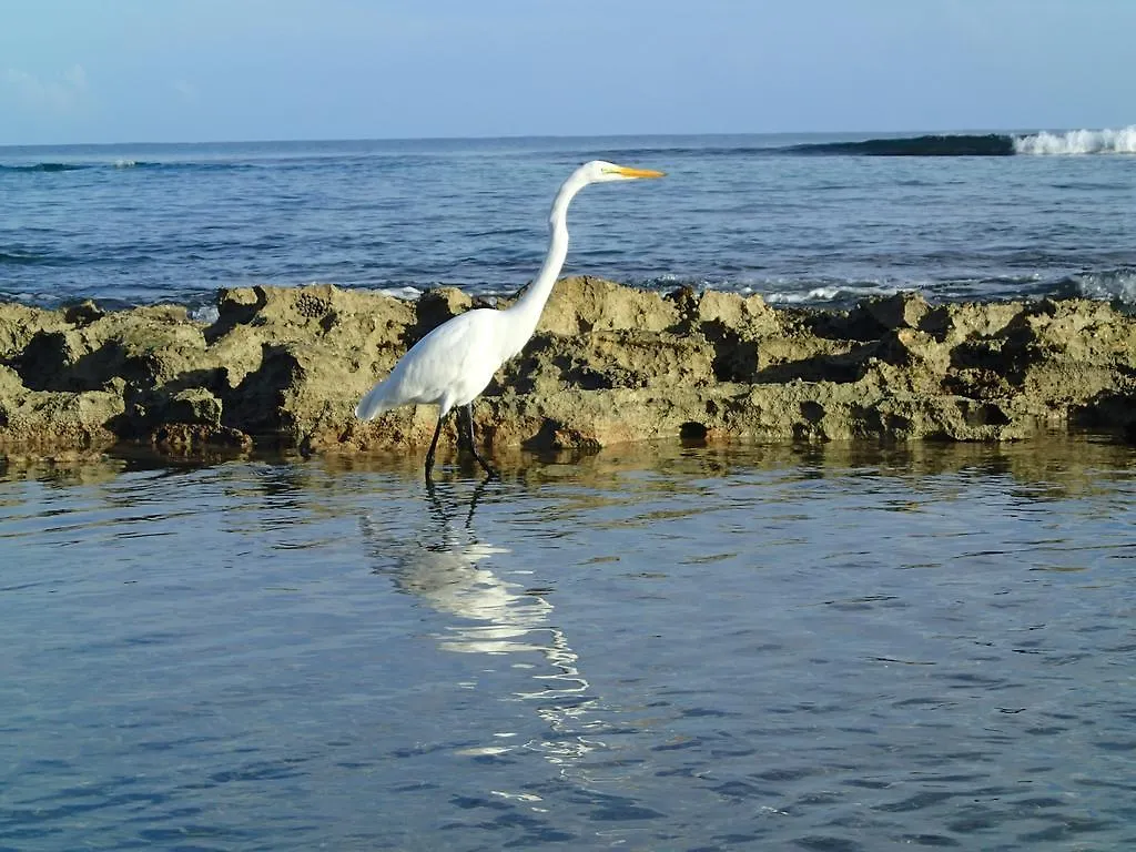 Aparthotel Ababor Suites Guesthouse Vieques